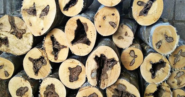 gỗ trầm hương nhân tạo