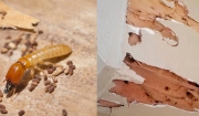 cách diệt mọt gỗ đơn giản