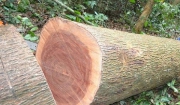cây gỗ xoan đào