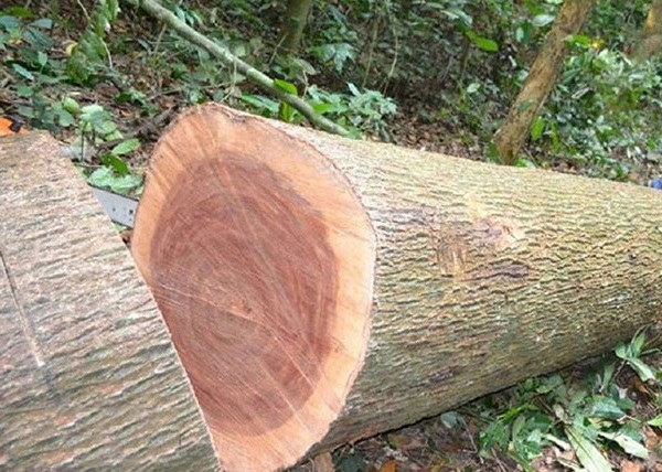 cây gỗ xoan đào