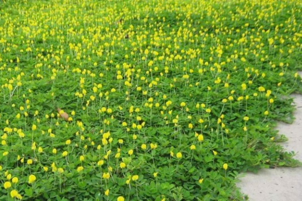 cò đậu phộng