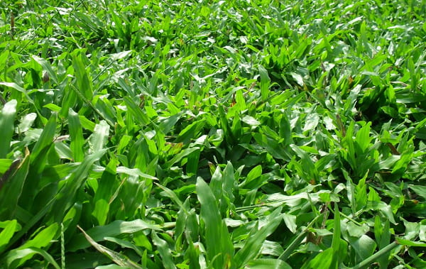 cỏ lá gừng