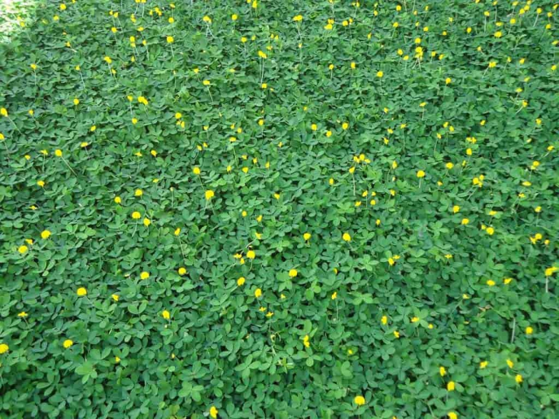cỏ xuyến chi