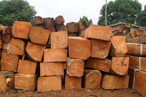 gỗ gụ nguyên liệu