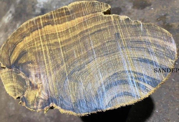 Gỗ Hoàng Đàn (Cupressus torulosa) – Gỗ tỏa hương tự nhiên